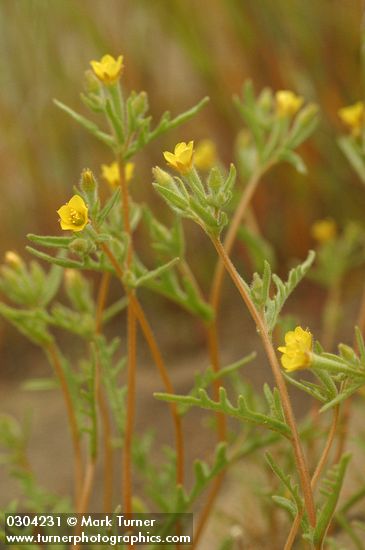 Mentzelia albicaulis