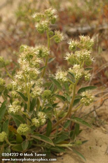 Phacelia hastata