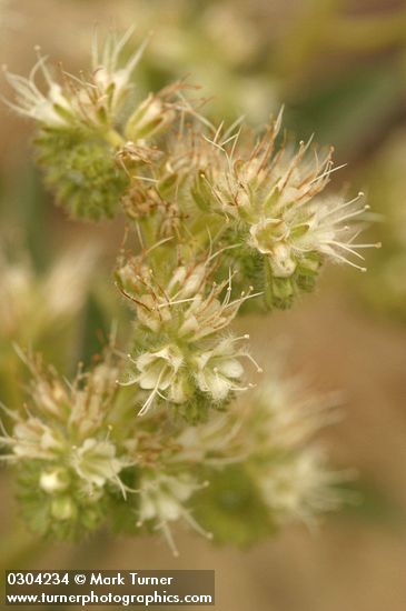 Phacelia hastata