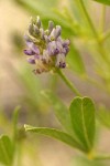 Lance-leaf Scurf Pea blossoms & foliage detail