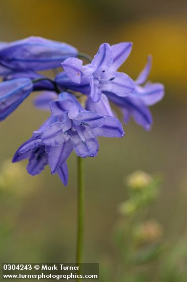 Triteleia grandiflora var. grandiflora (Brodiaea douglasii)