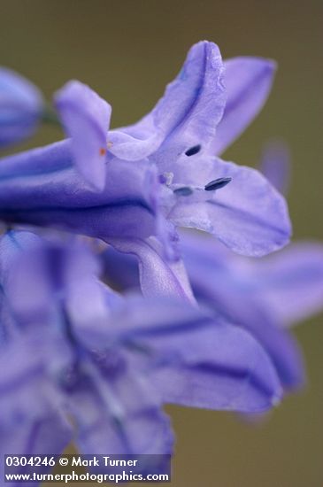Triteleia grandiflora var. grandiflora (Brodiaea douglasii)
