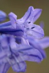 Large-flowered Brodiaea blossoms detail