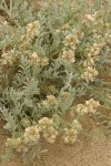 Milk-vetch
