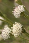Hoary Chaenactis blossoms detail