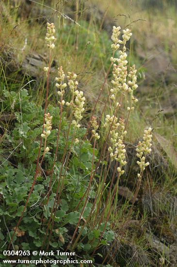 Heuchera cylindrica