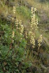 Poker Heuchera