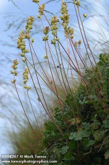 Heuchera cylindrica