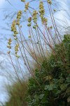 Poker Heuchera against sky