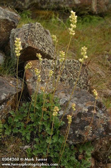 Heuchera cylindrica