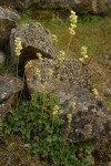 Poker Heuchera