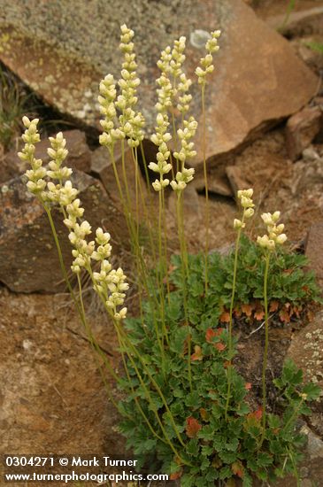 Heuchera cylindrica