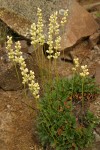 Poker Heuchera