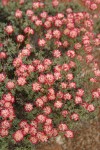 Thyme-leaf Desert Buckwheat