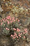 Thyme-leaf Desert Buckwheat