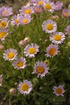 Cushion Fleabane