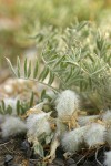 Woolly-pod Locoweed fruit & foliage detail