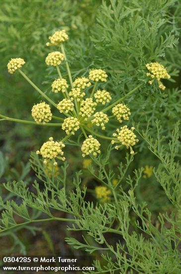 Lomatium thompsonii