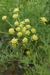 Thompson's Desert Parsley