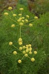 Thompson's Desert Parsley