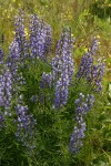 Silky Lupine