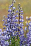 Silky Lupine blossoms