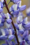 Silky Lupine blossoms detail