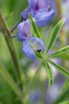 Silky Lupine blossom & foliage detail