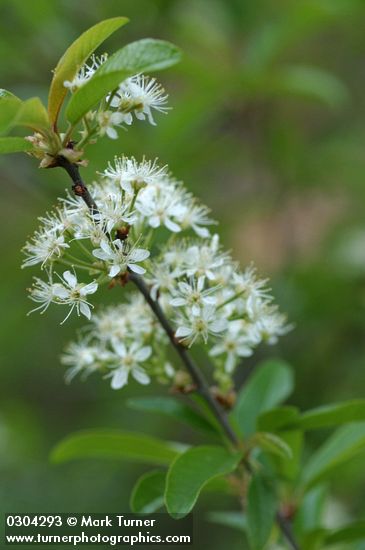 Prunus emarginata