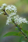 Bitter Cherry blossoms & foliage