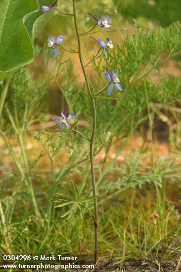 Delphinium lineapetalum