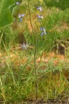 Thin Petal Larkspur