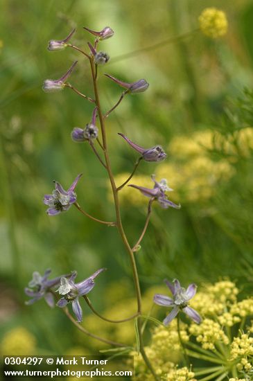 Delphinium lineapetalum
