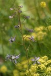 Thin Petal Larkspur blossoms