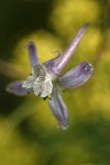 Thin Petal Larkspur blossom detail