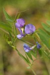 Few-flowered Pea blossoms & foliage