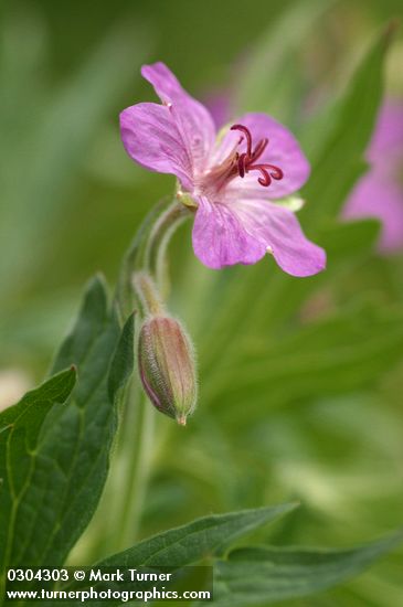 Geranium viscosissimum