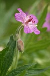 Sticky Purple Geranium blossom detail