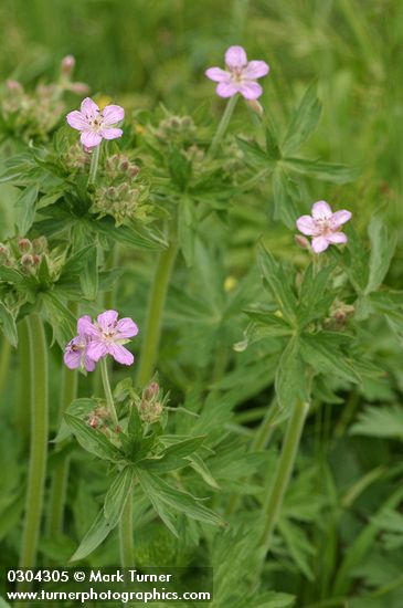 Geranium viscosissimum