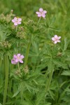 Sticky Purple Geraniums