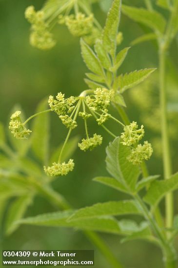 Osmorhiza occidentalis