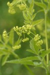 Western Sweet Cicely blossoms & foliage