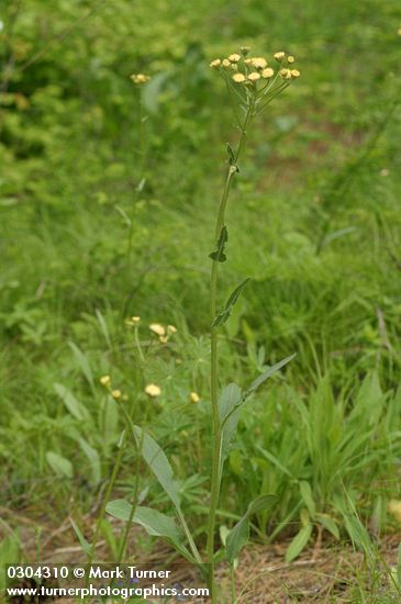 Senecio integerrimus var. exaltatus (S. integerrimus var. vaseyi)