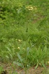 Columbia Ragwort