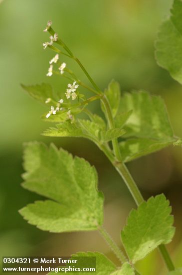 Osmorhiza berteroi (O. chilensis)