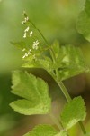 Mountain Sweet Cicely