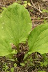 Roundleaf Trillium