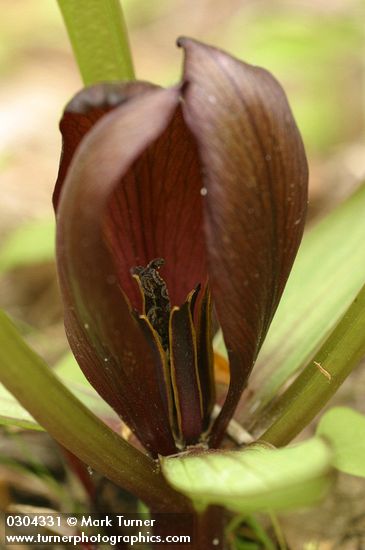 Trillium petiolatum