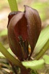 Roundleaf Trillium blossom detail