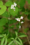 Milkmaids